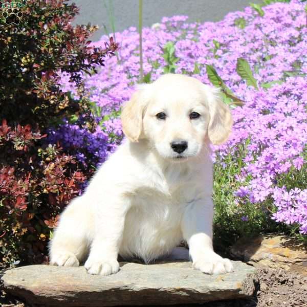 Riley, Goldendoodle Puppy